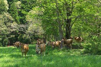 写真：ジャージー牛の放牧